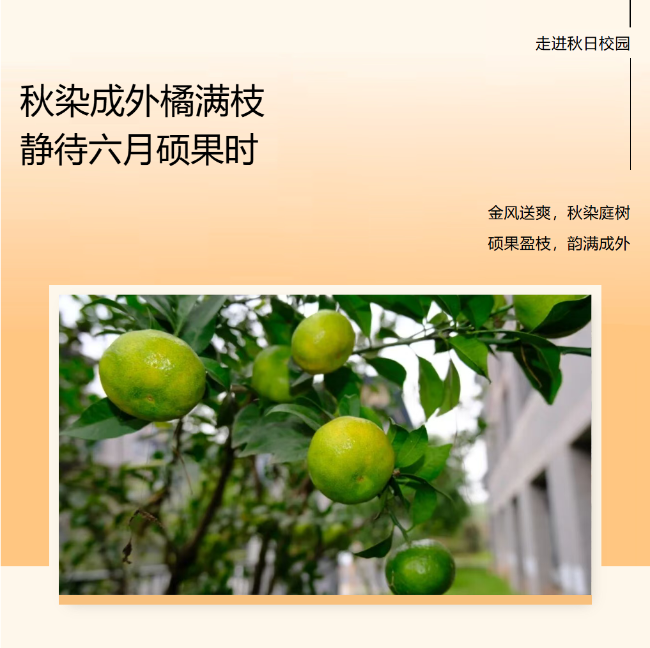 秋染成外橘满枝，静待六月硕果时